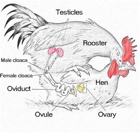 You might be thinking, if a rooster has no penis, how do chickens (and the 97% of other bird species) make babies? ... Hens poop, lay eggs, and mate with the same ...